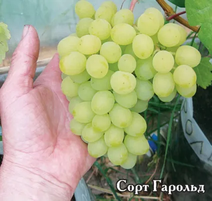 Вирощування ягід і фруктів в середній смузі (виноград) Вирощування ягід і фруктів в середній смузі