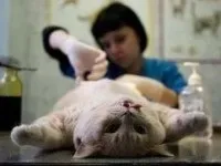 В якому віці стерилізувати британську кішку (якому) В якому віці стерилізувати британську кішку