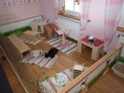 Вольєр для кроликів розведення, утримання, як зробити своїми руками (вольєр для кролика в квартирі) Вольєр для кроликів розведення, утримання, як зробити своїми руками