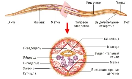 Зовнішній вигляд аскариди