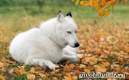 вовк тварина