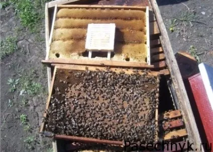 Висновок бджоломаток джентерскім сотому своїми руками (бджоломаток) Висновок бджоломаток джентерскім сотому своїми руками