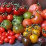 Все про вирощуванні пекінської капусти (капусти) Все про вирощуванні пекінської капусти