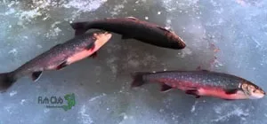 Все про лов гольця