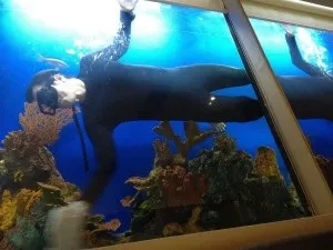 Шкода від акваріумів