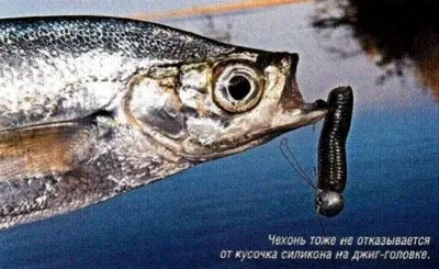 Все про рибалку рокфіш