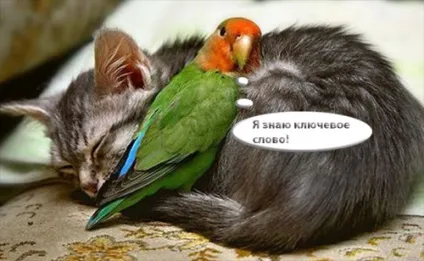 Все, що потрібно знати про статистику запитів яндекса, пошукові системи (яндекса) Все, що потрібно знати про статистику запитів яндекса, пошукові системи