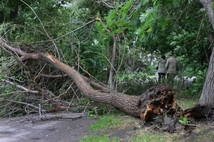 У владі вітру що робити, якщо на вашу машину впало дерево - мережеве видання М24 - Київ 24 (робити) У владі вітру що робити, якщо на вашу машину впало дерево - мережеве видання М24 - Київ 24