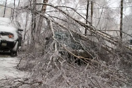 У владі вітру що робити, якщо на вашу машину впало дерево - мережеве видання М24 - Київ 24 (m24.ru) У владі вітру що робити, якщо на вашу машину впало дерево - мережеве видання М24 - Київ 24