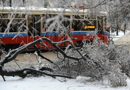 У владі вітру що робити, якщо на вашу машину впало дерево - мережеве видання М24 - Київ 24 (чтиво) У владі вітру що робити, якщо на вашу машину впало дерево - мережеве видання М24 - Київ 24