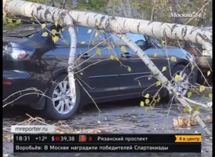 У владі вітру що робити, якщо на вашу машину впало дерево - мережеве видання М24 - Київ 24 (машину) У владі вітру що робити, якщо на вашу машину впало дерево - мережеве видання М24 - Київ 24