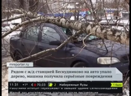 У владі вітру що робити, якщо на вашу машину впало дерево - мережеве видання М24 - Київ 24 (машину) У владі вітру що робити, якщо на вашу машину впало дерево - мережеве видання М24 - Київ 24