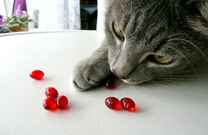 В'язка бенгальських котів
