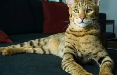 В'язка бенгальських котів