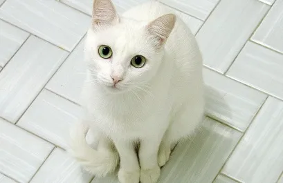 В'язка бенгальських котів