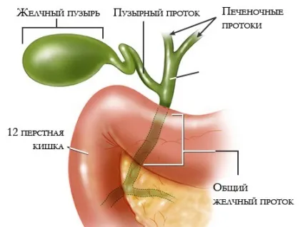 Холецистит і панкреатит комплексне лікування захворювань (лікування) Холецистит і панкреатит комплексне лікування захворювань