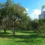 Яблуневий сад (35 фото) відео-інструкція по вирощуванню своїми руками, особливо закладки, схема (руками) Яблуневий сад (35 фото) відео-інструкція по вирощуванню своїми руками, особливо закладки, схема