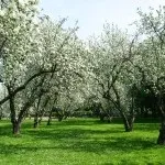Яблуневий сад (35 фото) відео-інструкція по вирощуванню своїми руками, особливо закладки, схема (яблуневий) Яблуневий сад (35 фото) відео-інструкція по вирощуванню своїми руками, особливо закладки, схема