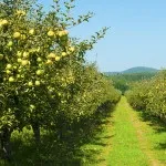 Яблуневий сад (35 фото) відео-інструкція по вирощуванню своїми руками, особливо закладки, схема (фото) Яблуневий сад (35 фото) відео-інструкція по вирощуванню своїми руками, особливо закладки, схема