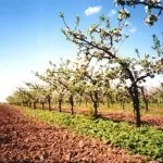 Яблуневий сад (35 фото) відео-інструкція по вирощуванню своїми руками, особливо закладки, схема (особливості) Яблуневий сад (35 фото) відео-інструкція по вирощуванню своїми руками, особливо закладки, схема