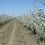 Яблуневий сад (35 фото) відео-інструкція по вирощуванню своїми руками, особливо закладки, схема (руками) Яблуневий сад (35 фото) відео-інструкція по вирощуванню своїми руками, особливо закладки, схема