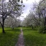 Яблуневий сад (35 фото) відео-інструкція по вирощуванню своїми руками, особливо закладки, схема (фото) Яблуневий сад (35 фото) відео-інструкція по вирощуванню своїми руками, особливо закладки, схема