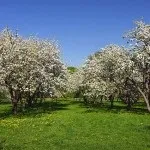 Яблуневий сад (35 фото) відео-інструкція по вирощуванню своїми руками, особливо закладки, схема (яблуневий сад закладка як посадити схема посадки) Яблуневий сад (35 фото) відео-інструкція по вирощуванню своїми руками, особливо закладки, схема