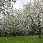 Яблуневий сад (35 фото) відео-інструкція по вирощуванню своїми руками, особливо закладки, схема (своїми) Яблуневий сад (35 фото) відео-інструкція по вирощуванню своїми руками, особливо закладки, схема