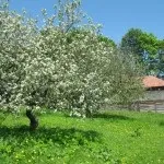 Яблуневий сад (35 фото) відео-інструкція по вирощуванню своїми руками, особливо закладки, схема (своїми) Яблуневий сад (35 фото) відео-інструкція по вирощуванню своїми руками, особливо закладки, схема