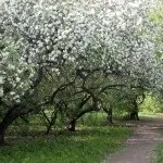 Яблуневий сад (35 фото) відео-інструкція по вирощуванню своїми руками, особливо закладки, схема (фото) Яблуневий сад (35 фото) відео-інструкція по вирощуванню своїми руками, особливо закладки, схема