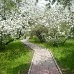 Яблуневий сад (35 фото) відео-інструкція по вирощуванню своїми руками, особливо закладки, схема (особливості) Яблуневий сад (35 фото) відео-інструкція по вирощуванню своїми руками, особливо закладки, схема