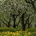 Яблуневий сад (35 фото) відео-інструкція по вирощуванню своїми руками, особливо закладки, схема (своїми) Яблуневий сад (35 фото) відео-інструкція по вирощуванню своїми руками, особливо закладки, схема