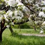 Яблуневий сад (35 фото) відео-інструкція по вирощуванню своїми руками, особливо закладки, схема (своїми) Яблуневий сад (35 фото) відео-інструкція по вирощуванню своїми руками, особливо закладки, схема