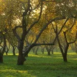Яблуневий сад (35 фото) відео-інструкція по вирощуванню своїми руками, особливо закладки, схема (яблуневий) Яблуневий сад (35 фото) відео-інструкція по вирощуванню своїми руками, особливо закладки, схема