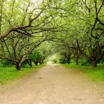 Яблуневий сад (35 фото) відео-інструкція по вирощуванню своїми руками, особливо закладки, схема (яблуневий сад закладка як посадити схема посадки) Яблуневий сад (35 фото) відео-інструкція по вирощуванню своїми руками, особливо закладки, схема