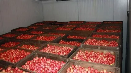 Яблуневий сад бізнес на яблуках, бізнес виробництво