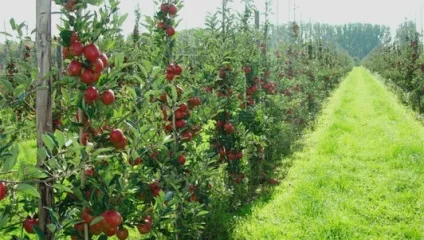 Яблуневий сад бізнес на яблуках, бізнес виробництво