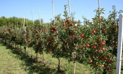 Яблуні сорту, карликові, напівкарликові, високорослі, саджанці, посадка, вирощування, догляд (видів плодових дерев який) Яблуні сорту, карликові, напівкарликові, високорослі, саджанці, посадка, вирощування, догляд