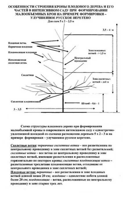 Яблуневий сад бізнес на яблуках, бізнес виробництво