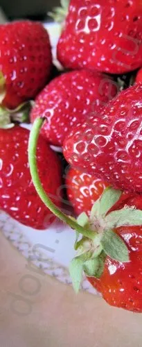 Заготовки з вікторії (садової полуниці, суниці) варення, желе, компот, сушка (полуниці) Заготовки з вікторії (садової полуниці, суниці) варення, желе, компот, сушка