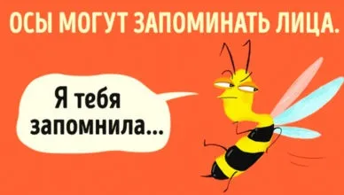 За що французи називають голуба летючої щуром (наука) За що французи називають голуба летючої щуром