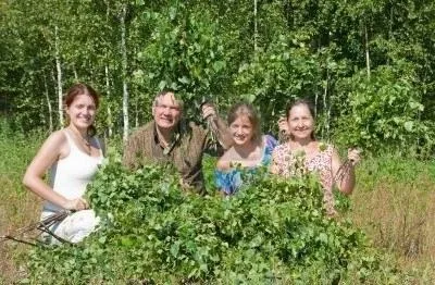 Заготівля березових віників для лазні - наука нескладна (березових віників лазні) Заготівля березових віників для лазні - наука нескладна
