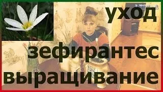 Зефирантес (вискочка) догляд в домашніх умовах, фото, види (вискочка) Зефирантес (вискочка) догляд в домашніх умовах, фото, види