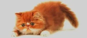 Бажаю життя як у кота, наші кішки і собаки (наші) Бажаю життя як у кота, наші кішки і собаки