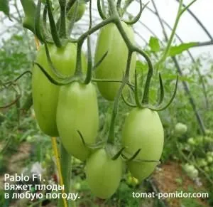 Жирують помідори що робити