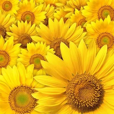 Жовті шпалери для стін інструкція із застосування, покриття жовто-зеленого кольору, відео та фото (інструкція) Жовті шпалери для стін інструкція із застосування, покриття жовто-зеленого кольору, відео та фото