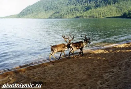 тварини Байкалу