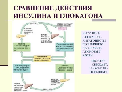 Жирові відкладення - результат дисбалансу інсуліну і глюкагону (інсулін і глюкагон) Жирові відкладення - результат дисбалансу інсуліну і глюкагону