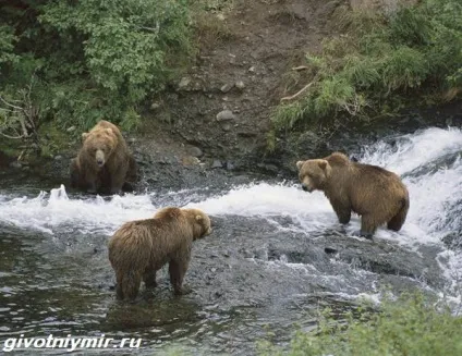 тварини Байкалу