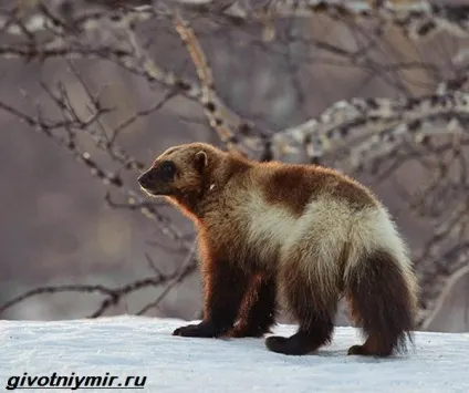 тварини Байкалу